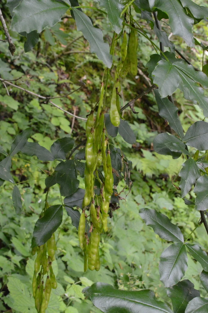 Laburnum Alpinum