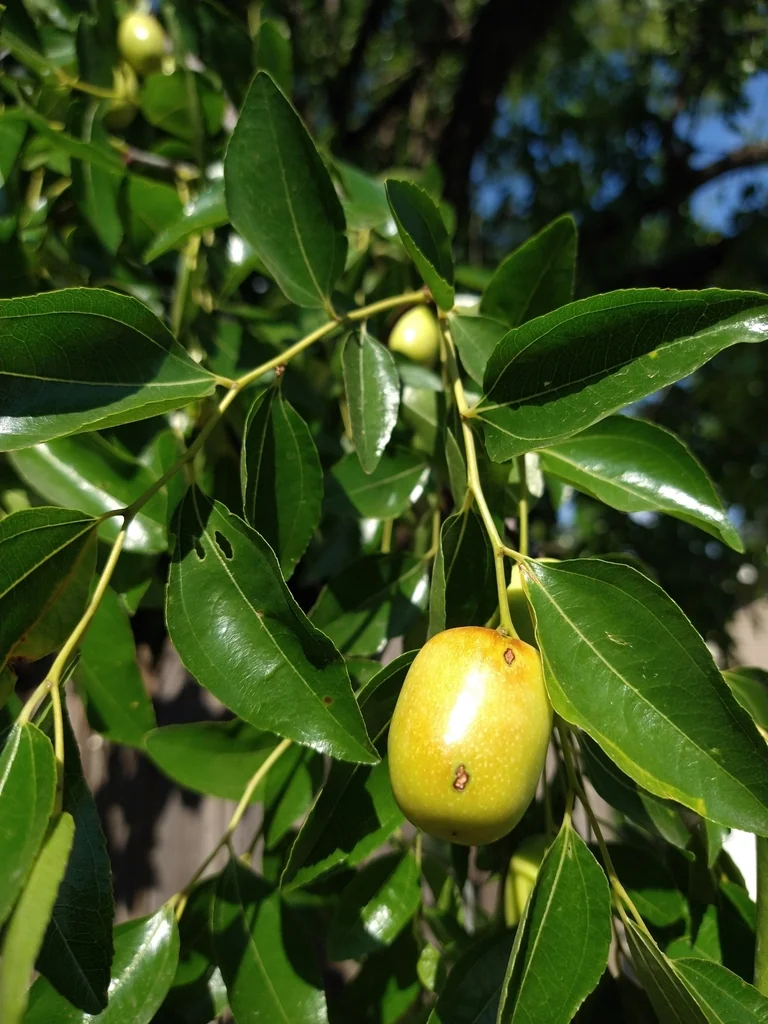 Ziziphus Jujuba