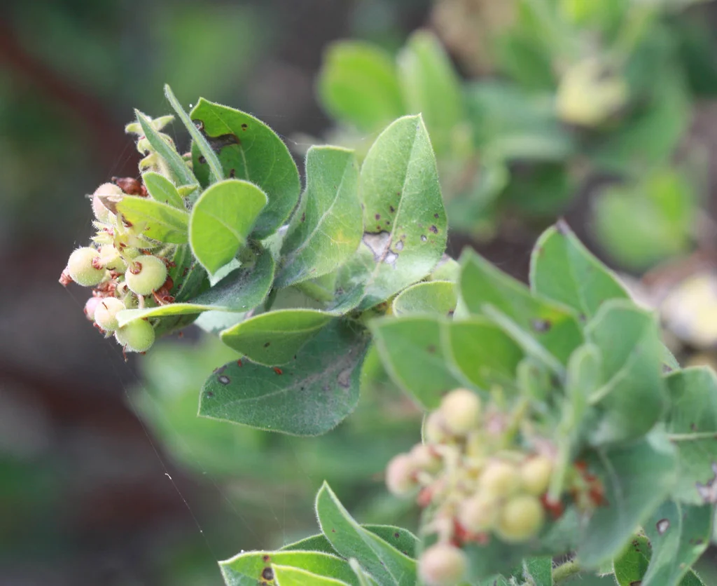 Arctostaphylos Regismontana