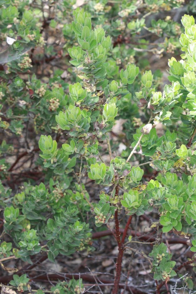 Arctostaphylos Regismontana