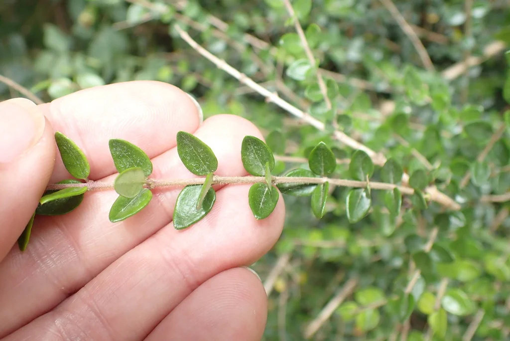 Lonicera Nitida