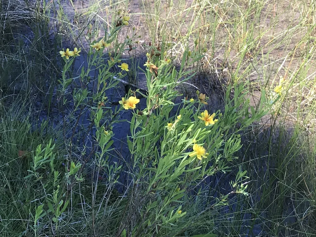 Hypericum Kalmianum