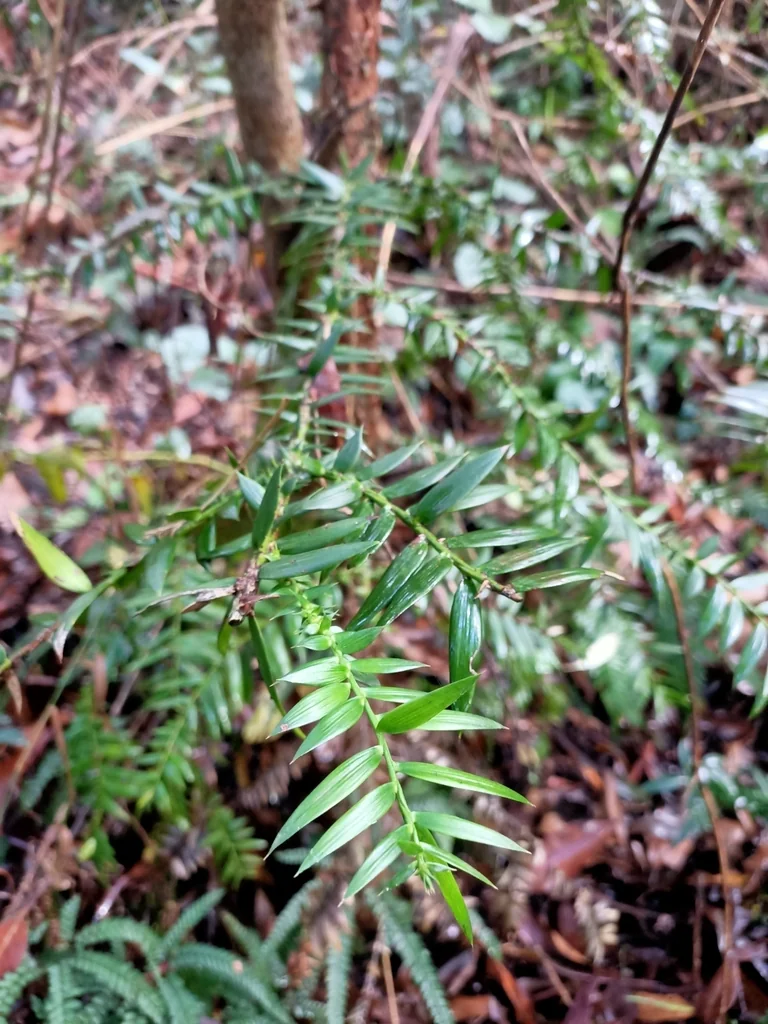 Araucaria Bidwillii