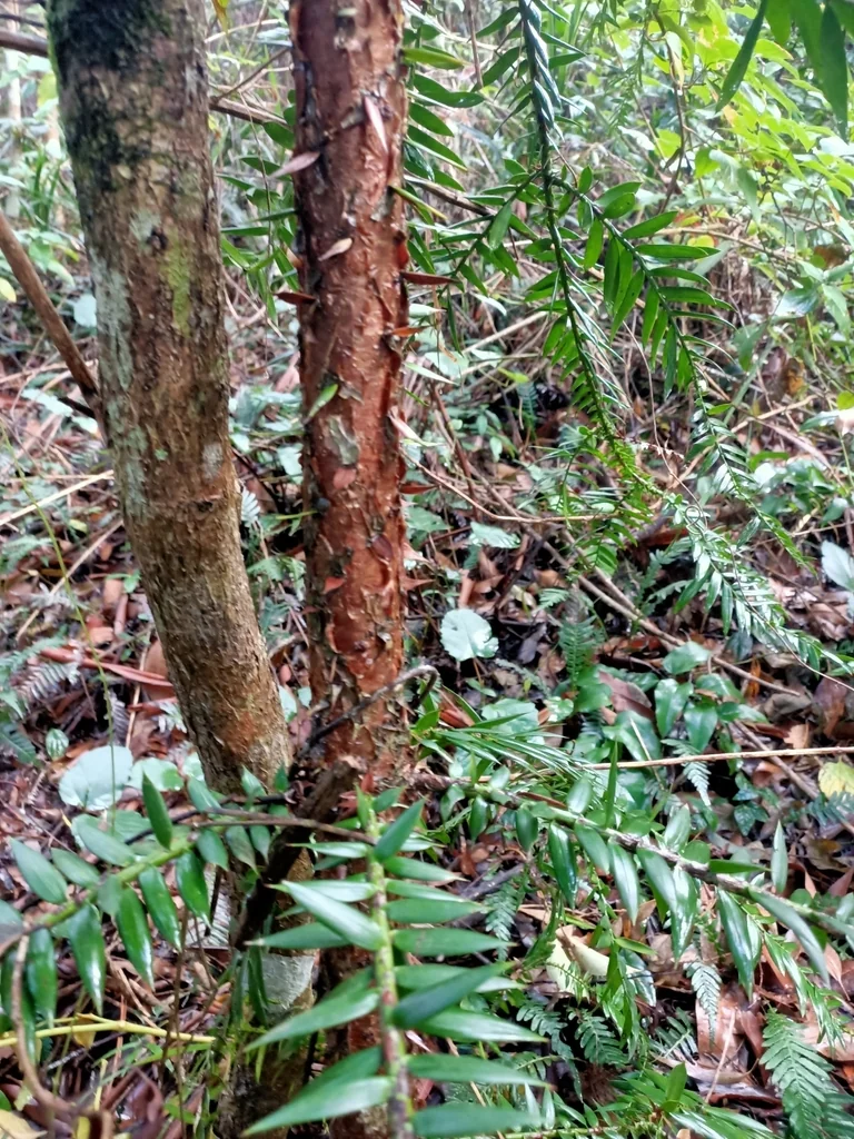 Araucaria Bidwillii