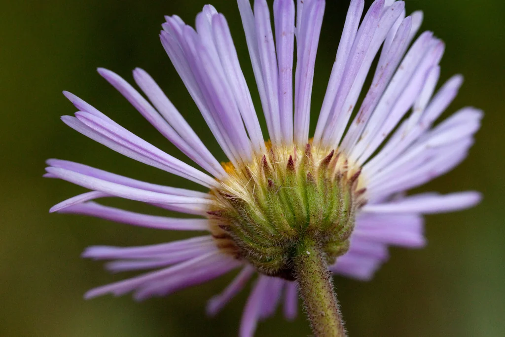 Erigeron Formosissimus