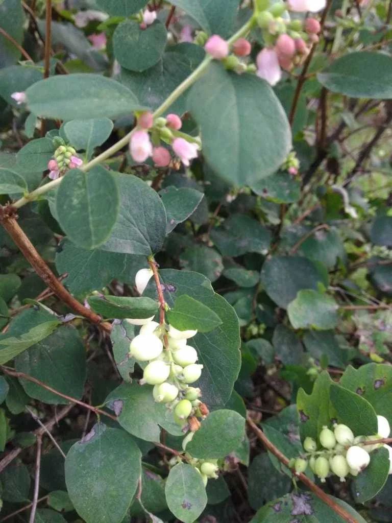 Symphoricarpos Albus Var. Laevigatus
