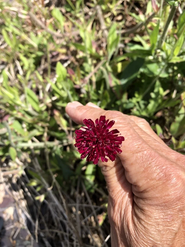 Knautia Macedonica