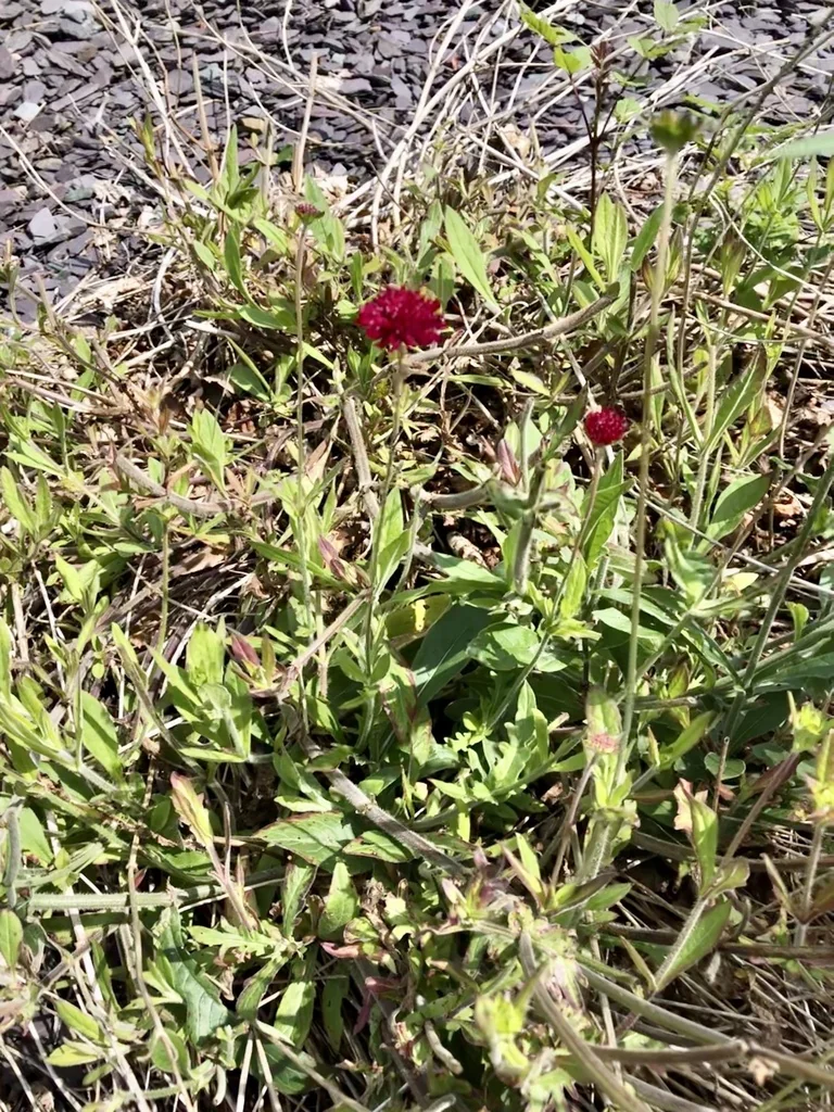Knautia Macedonica