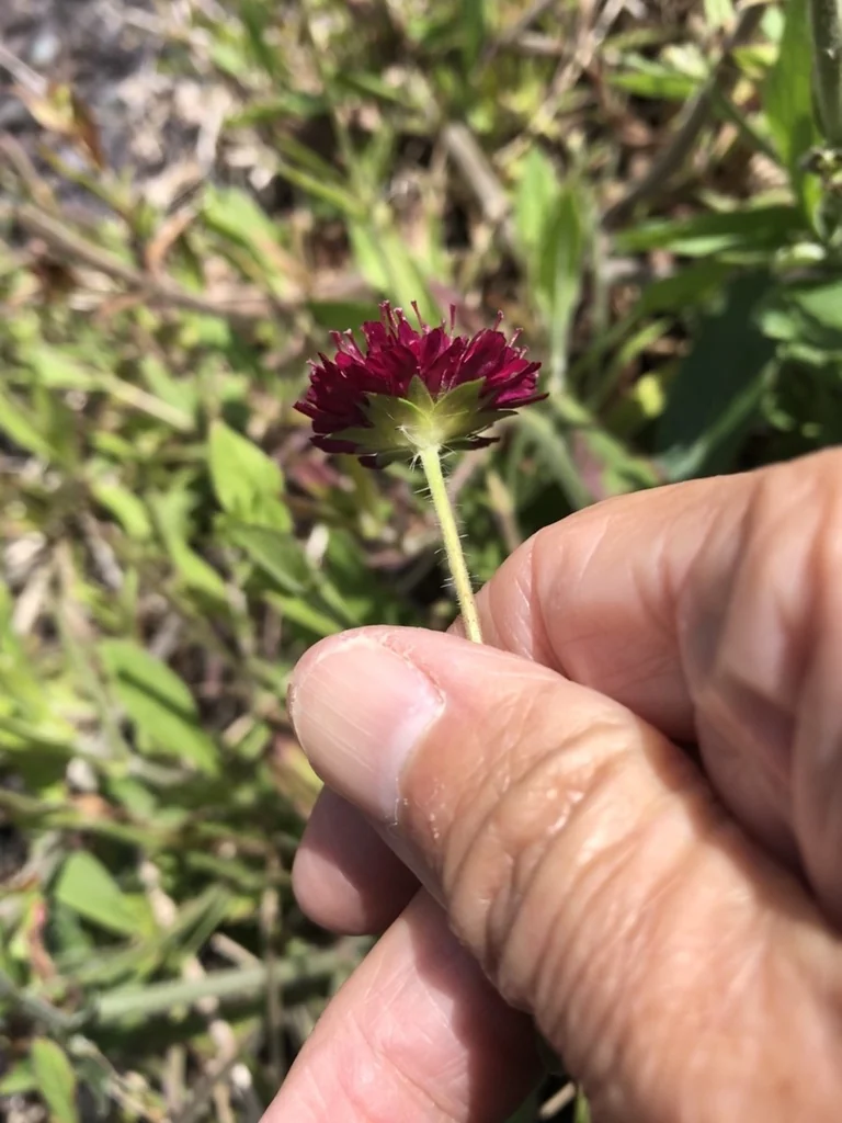 Knautia Macedonica