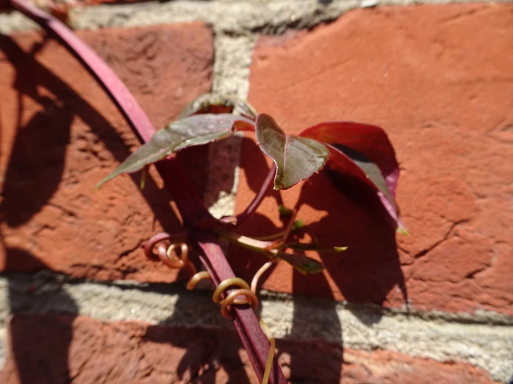 Parthenocissus Henryana