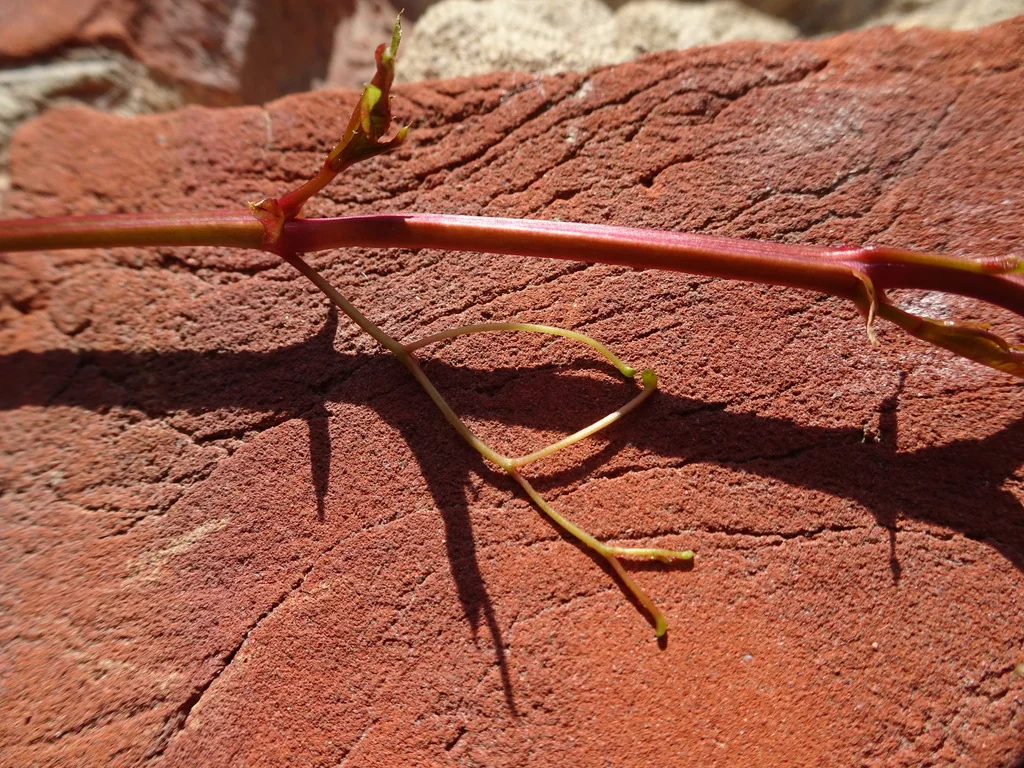Parthenocissus Henryana