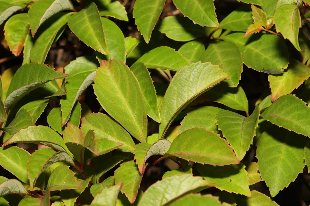Parthenocissus Henryana