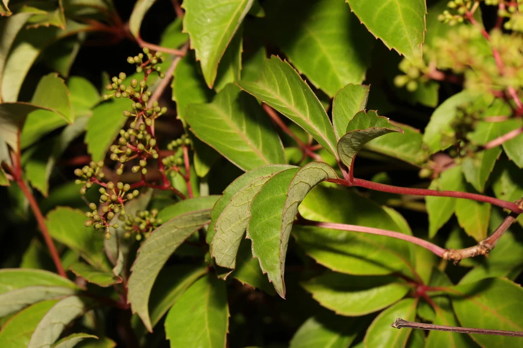 Parthenocissus Henryana
