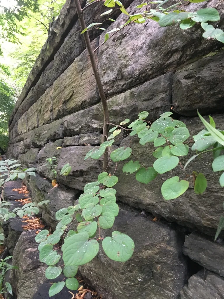 Cercidiphyllum Japonicum