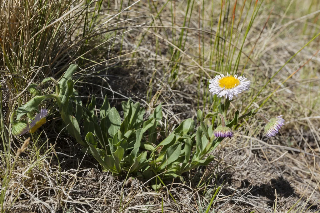 Erigeron Formosissimus