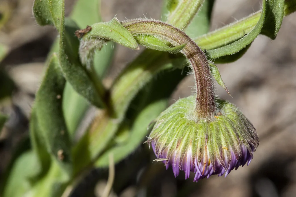 Erigeron Formosissimus