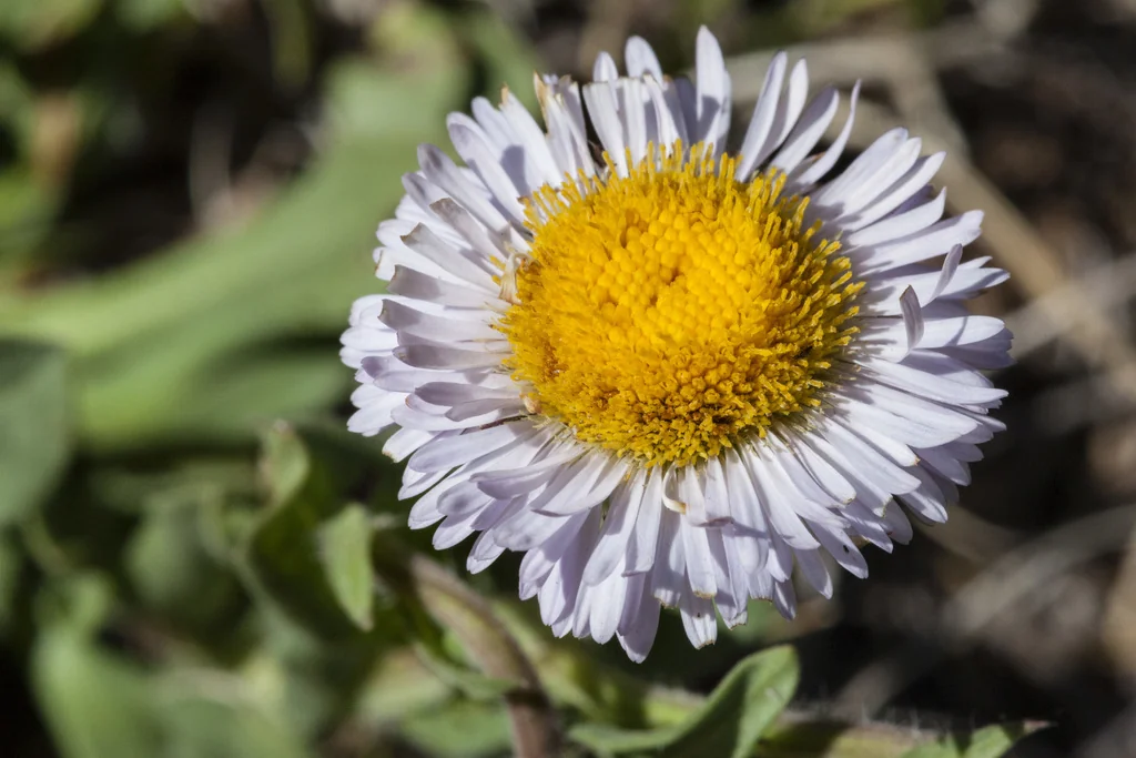 Erigeron Formosissimus