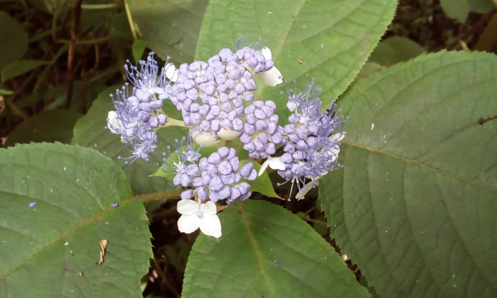 Hydrangea Involucrata