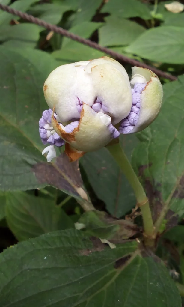 Hydrangea Involucrata