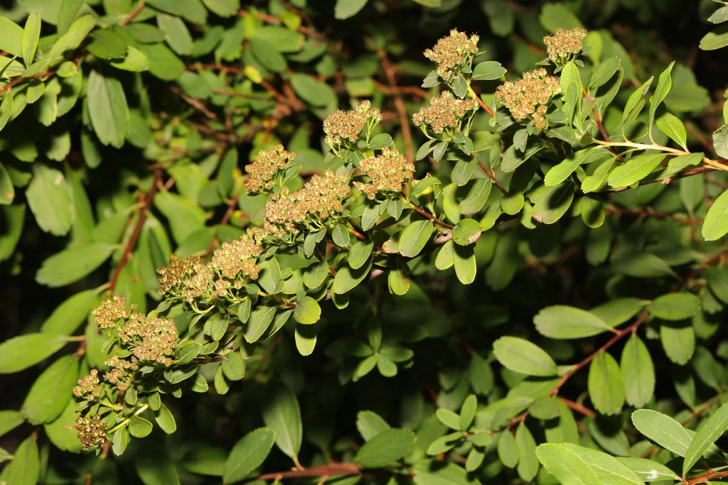 Spiraea X Vanhouttei