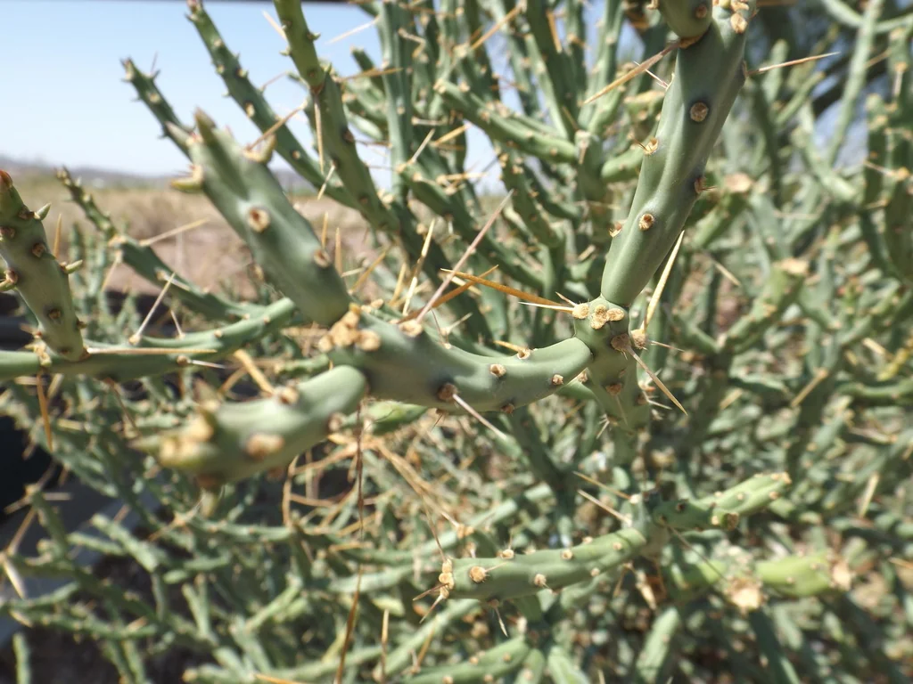Cylindropuntia Arbuscula