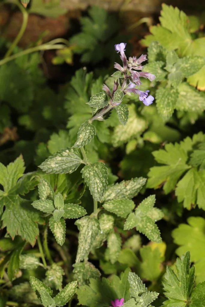 Nepeta faassenii