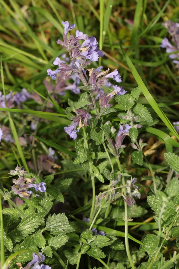Nepeta X Faassenii