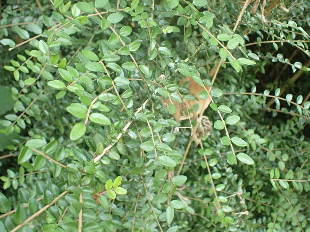 Lonicera Nitida