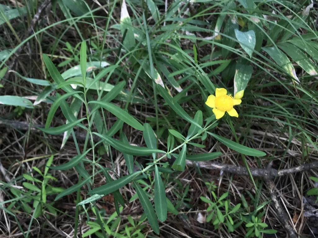 Hypericum Kalmianum