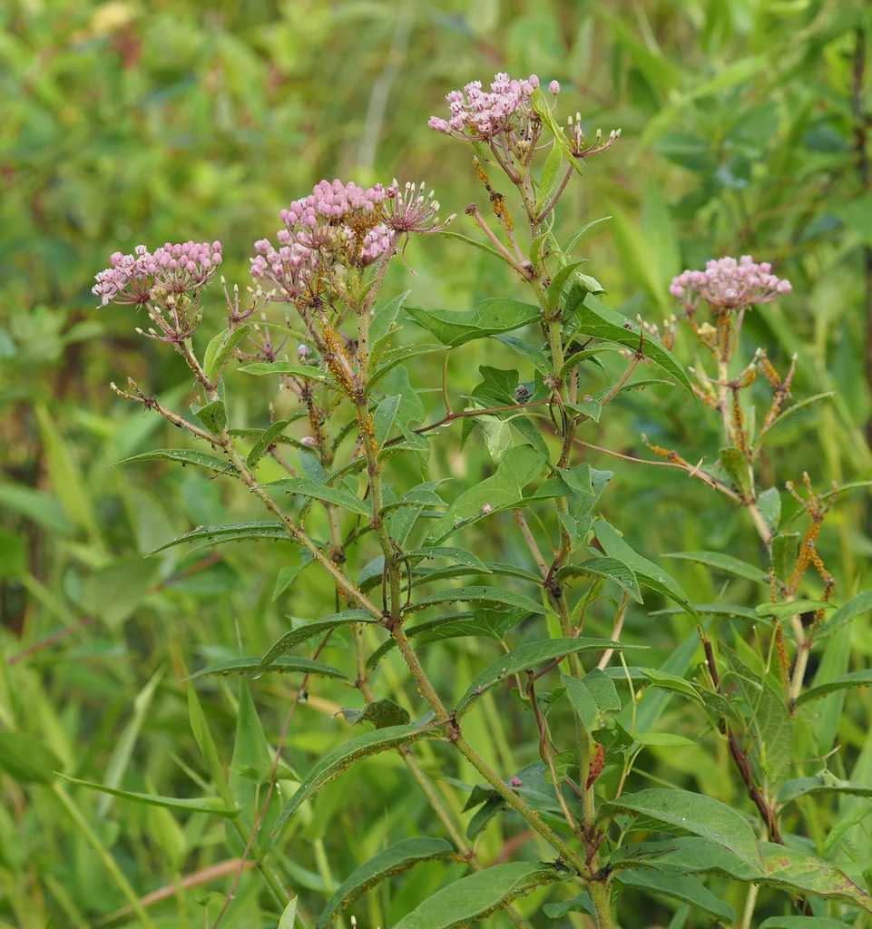 Asclepias Incarnata Pulchra