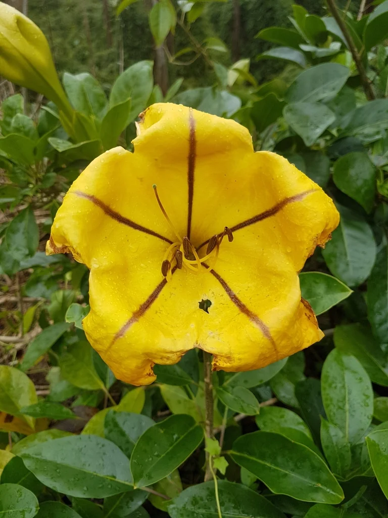 Solandra Maxima