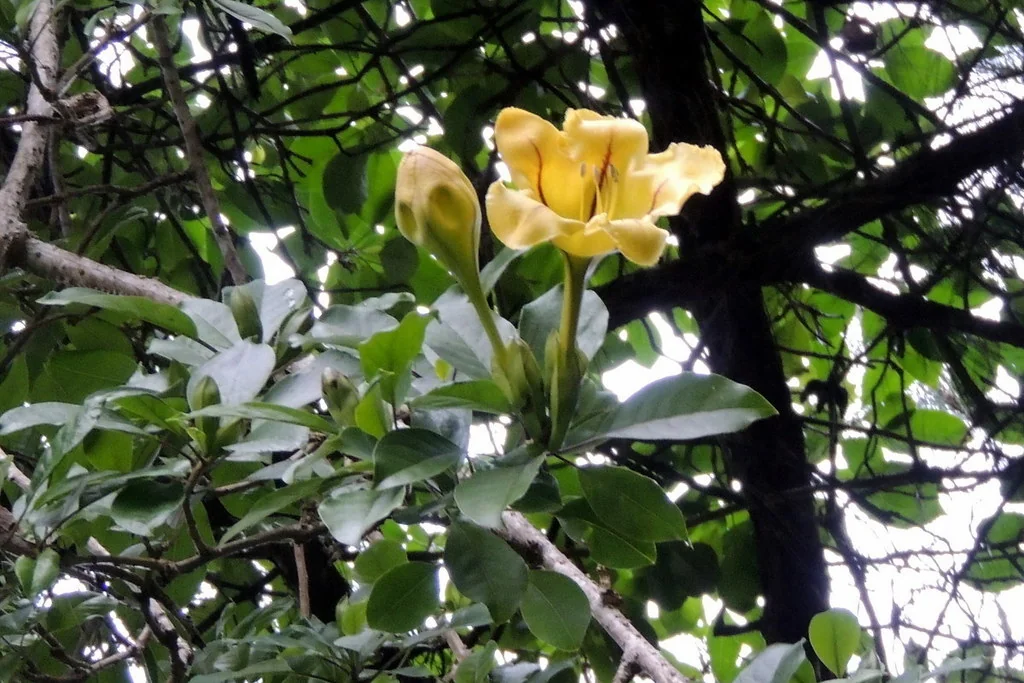 Solandra Maxima