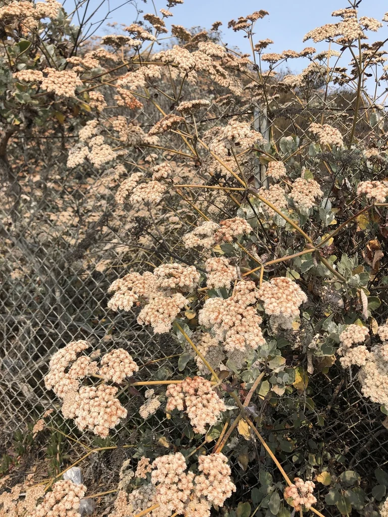 Eriogonum Giganteum