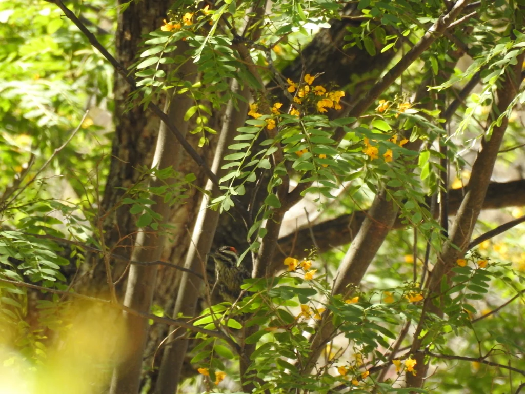 Tipuana Tipu