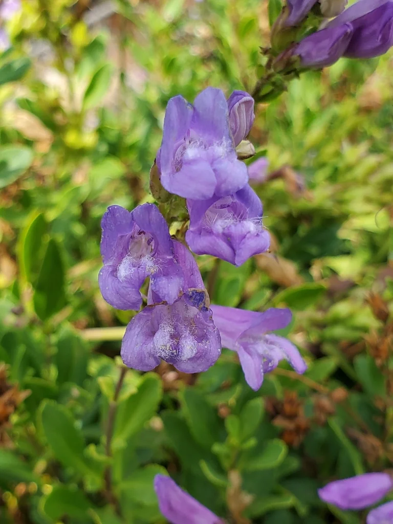 Penstemon Cardwellii