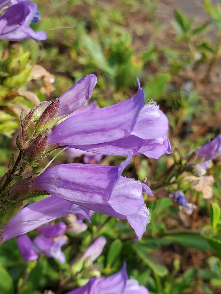 Penstemon Cardwellii