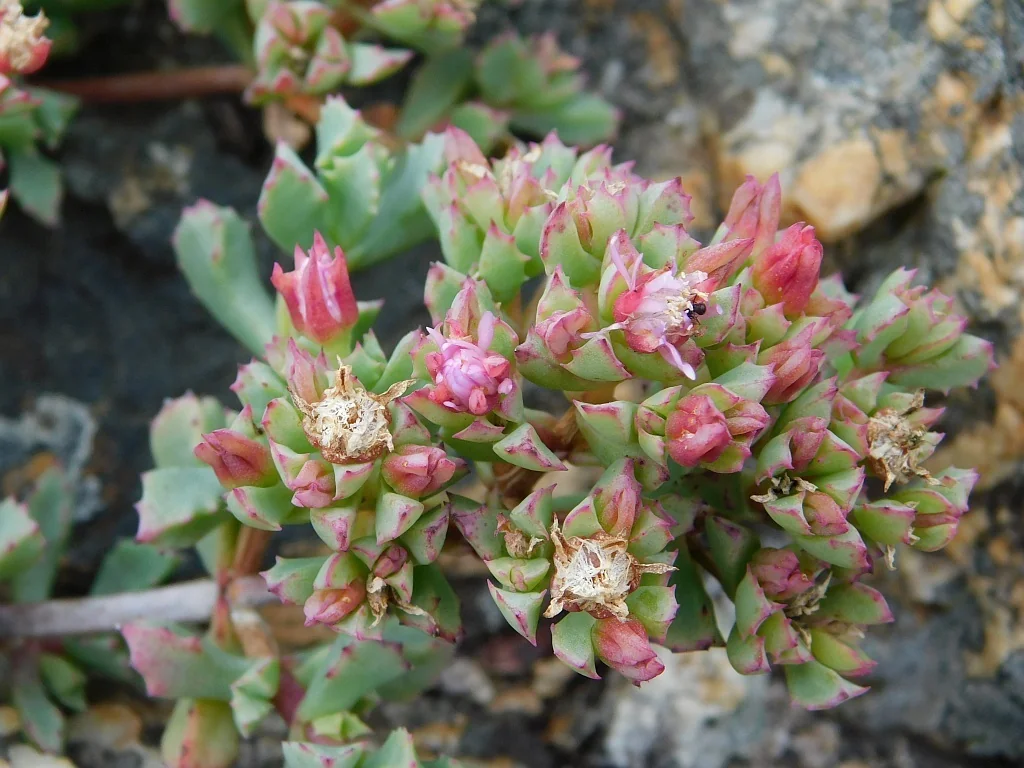 Oscularia Deltoides