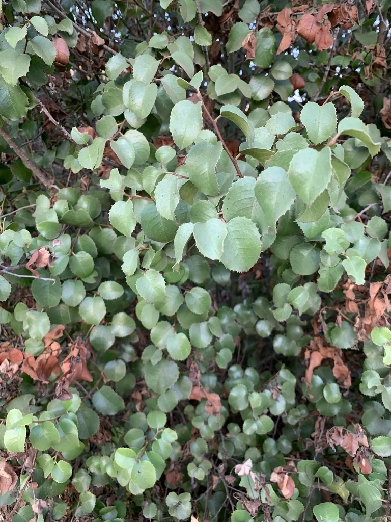 Prunus Ilicifolia Ssp. Ilicifolia