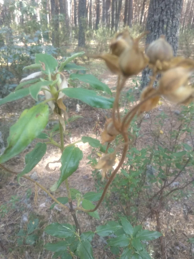 Cistus Laurifolius