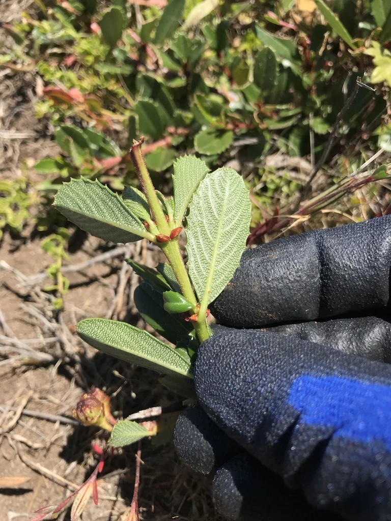 Ceanothus Gloriosus