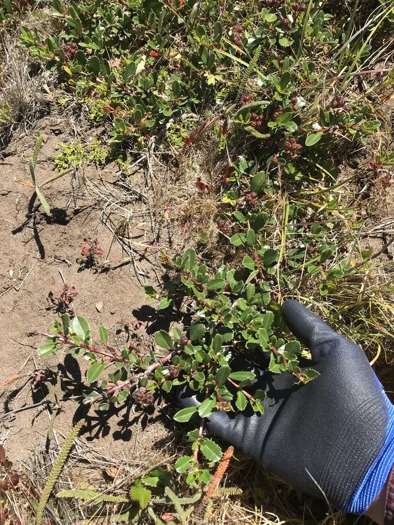 Ceanothus Gloriosus