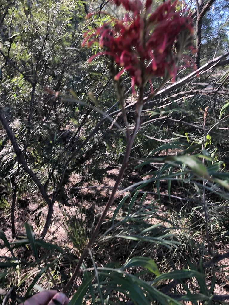 Grevillea Banksii