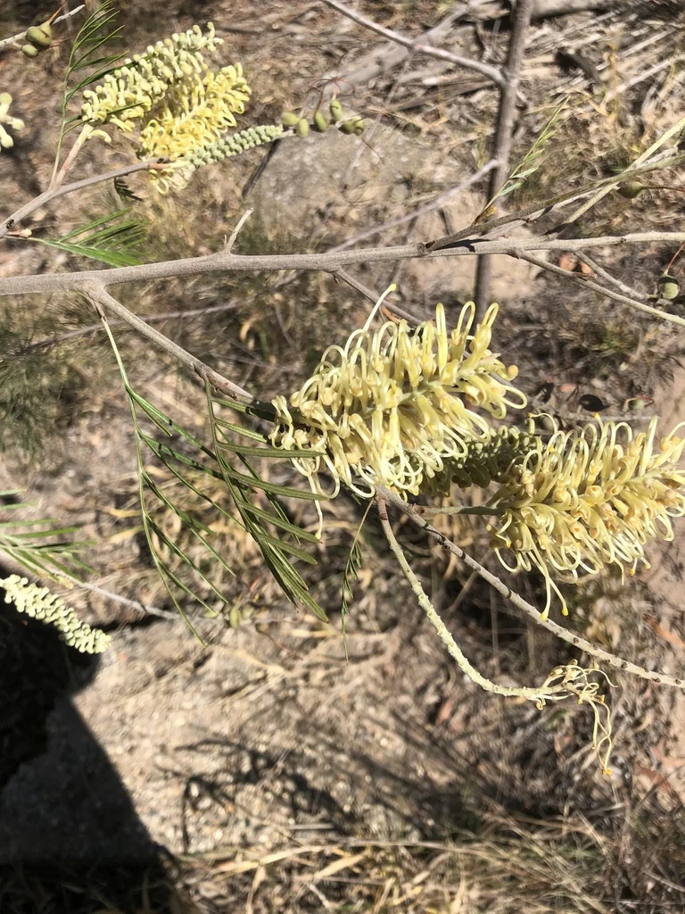 Grevillea Banksii