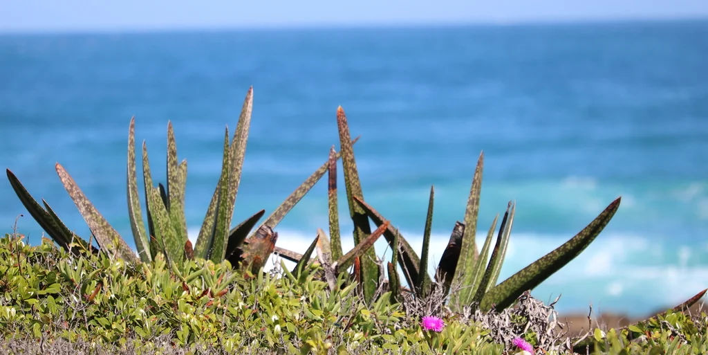Gasteria Acinacifolia