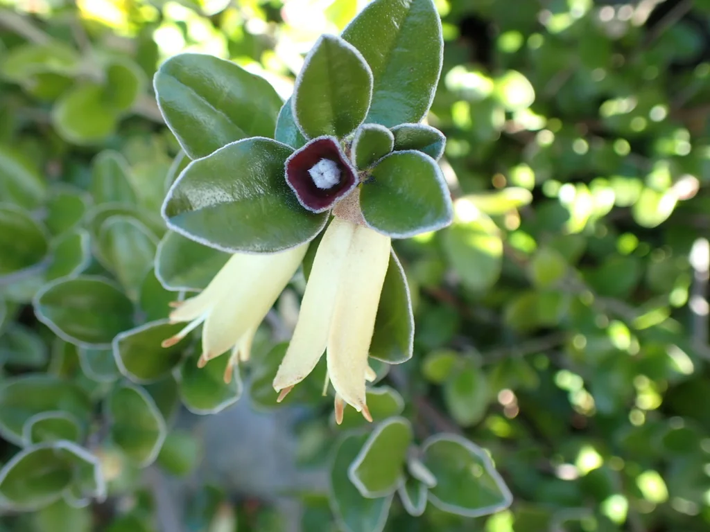 Correa Backhouseana