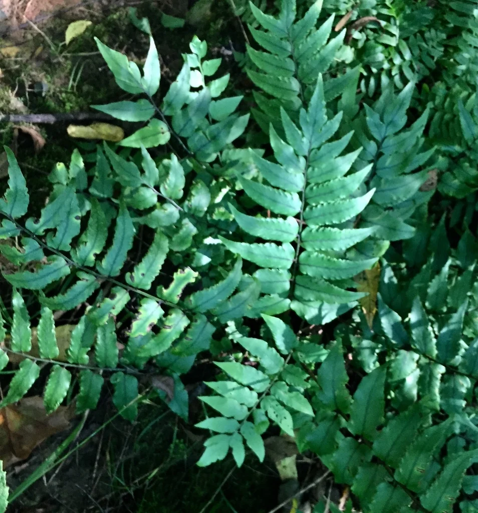Cyrtomium fortunei