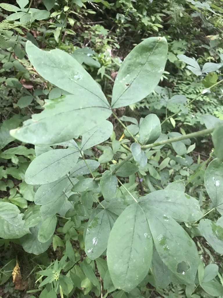 Thermopsis Caroliniana