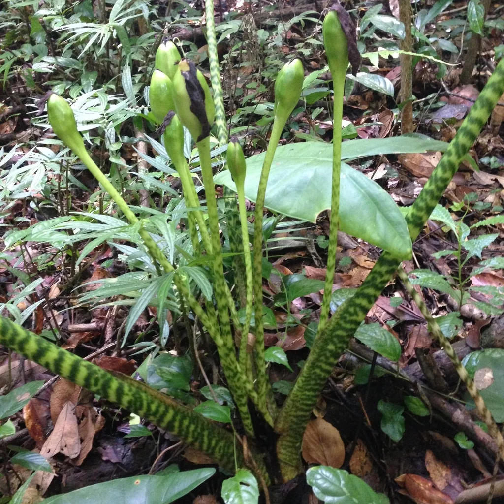 Alocasia zebrina