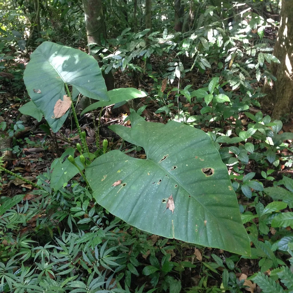 Alocasia zebrina