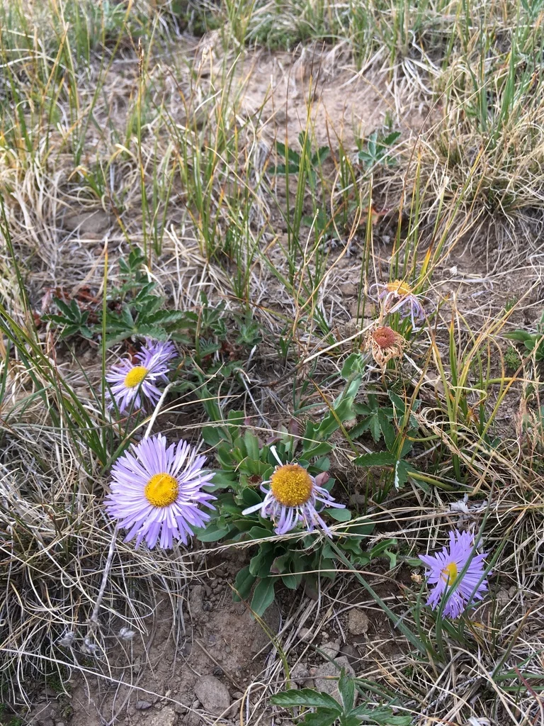 Erigeron Formosissimus